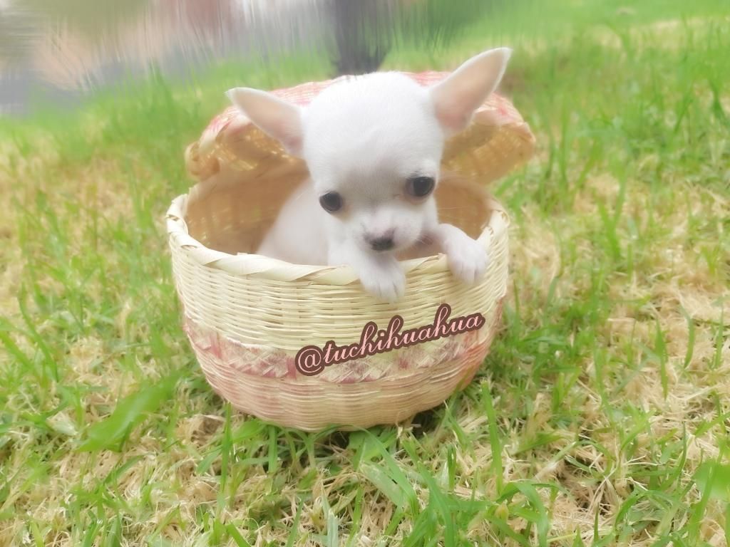 Los Mas Hermosos Chihuahuas Colombia