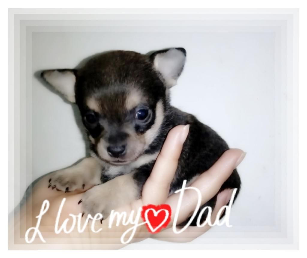 Love Chihuahua para Papa!!!