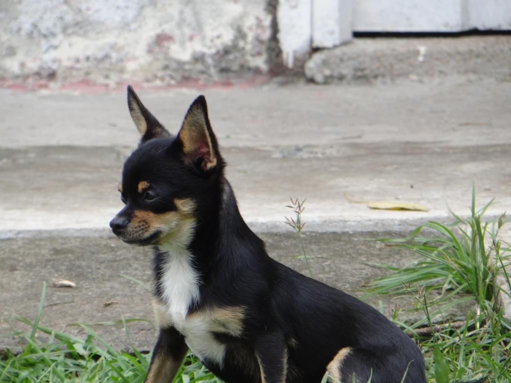 Macho Chihuahua Importado