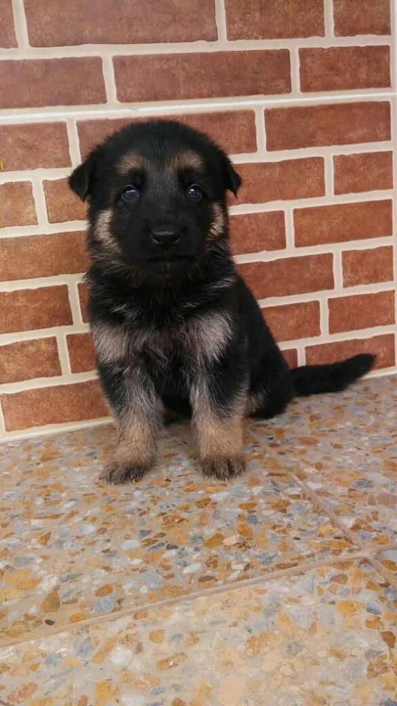 Magníficos Cachorrosde Pastor Aleman