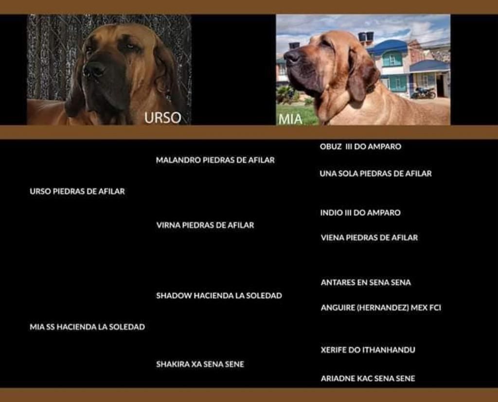 Perros Filas Brasilero