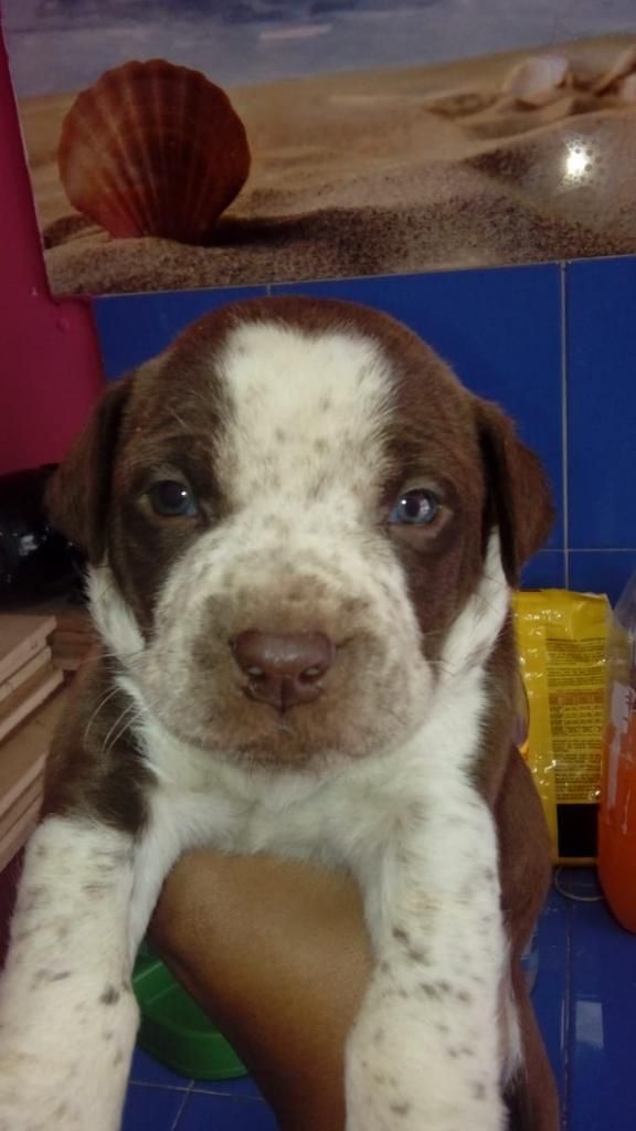 Pitbull Bully por Hoy