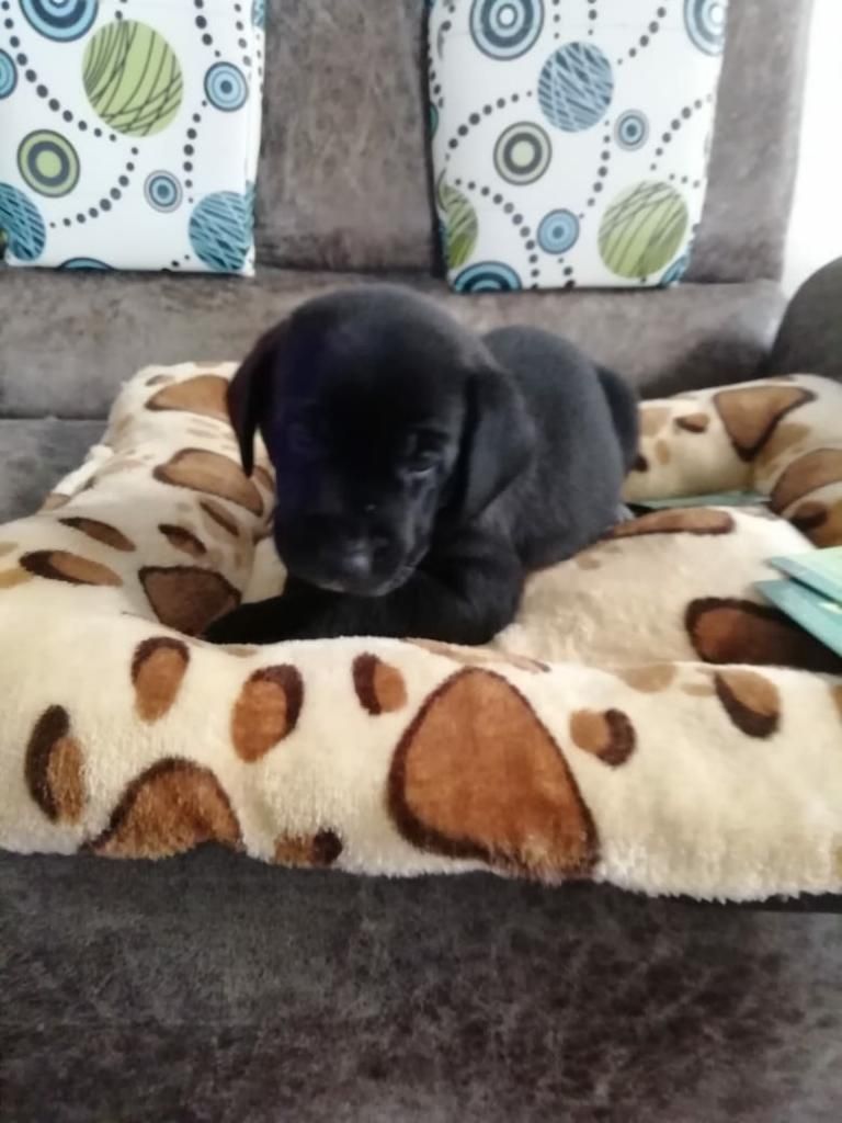 Precioso Labrador Negro Disponible Macho