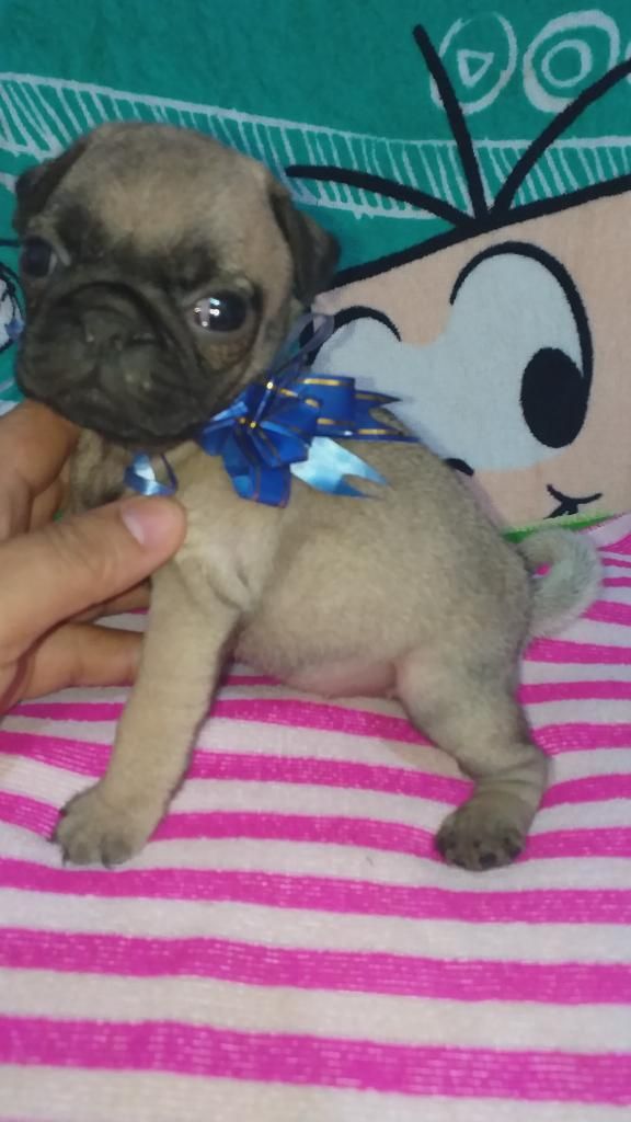 Pug Color Arenitas Patita Cortica