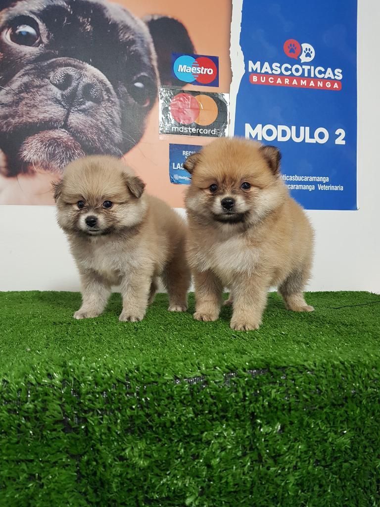 Raza Pomeranias Lulu para Venta