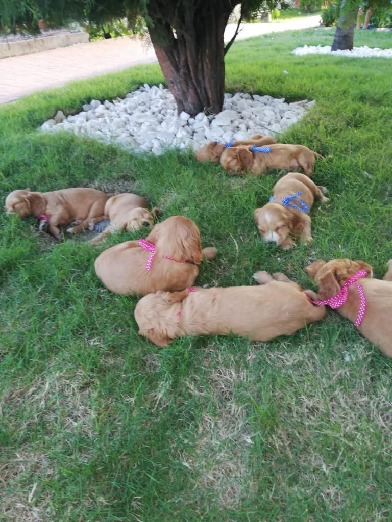 Se Vende Perritos Cocker con 50 Días