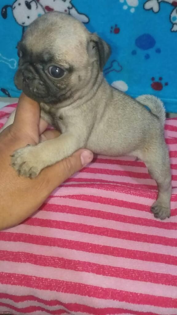 Super Ketermosito Pug Arena