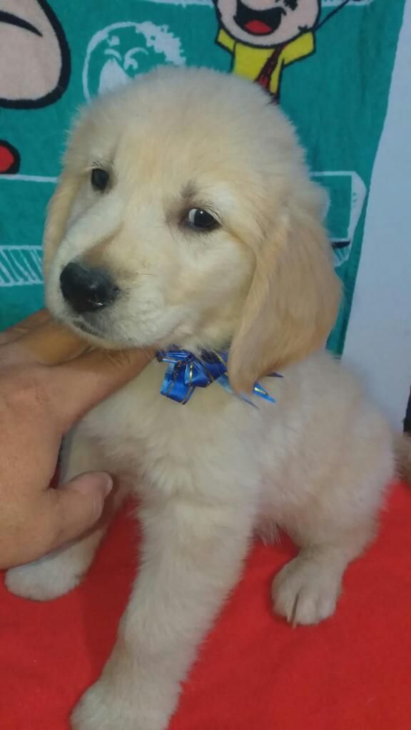 Tenemos Tu Cachorro Golden Retriever