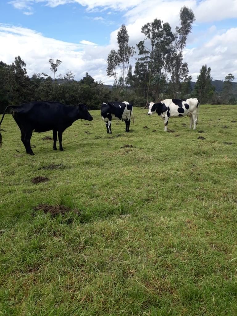 Vendo 3 Vacas en Chinquinquira