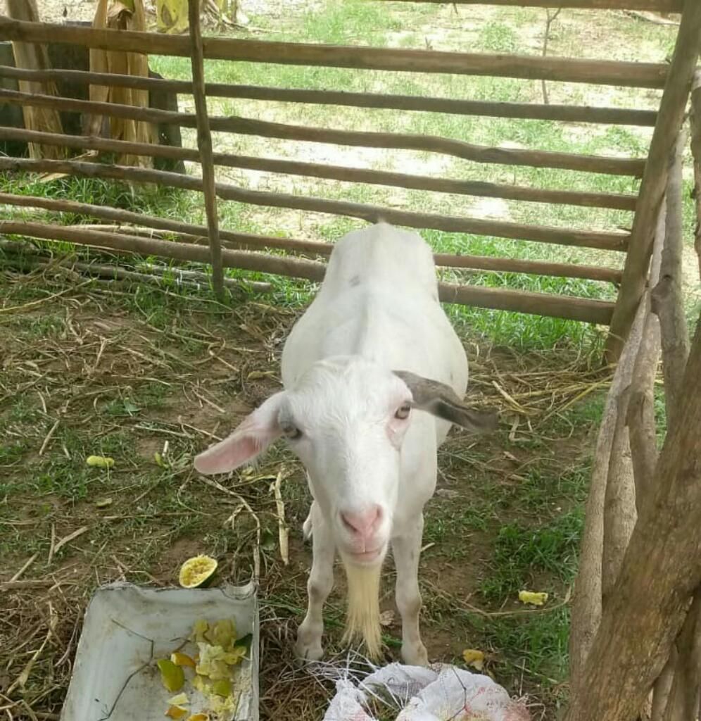 Vendo Cabras