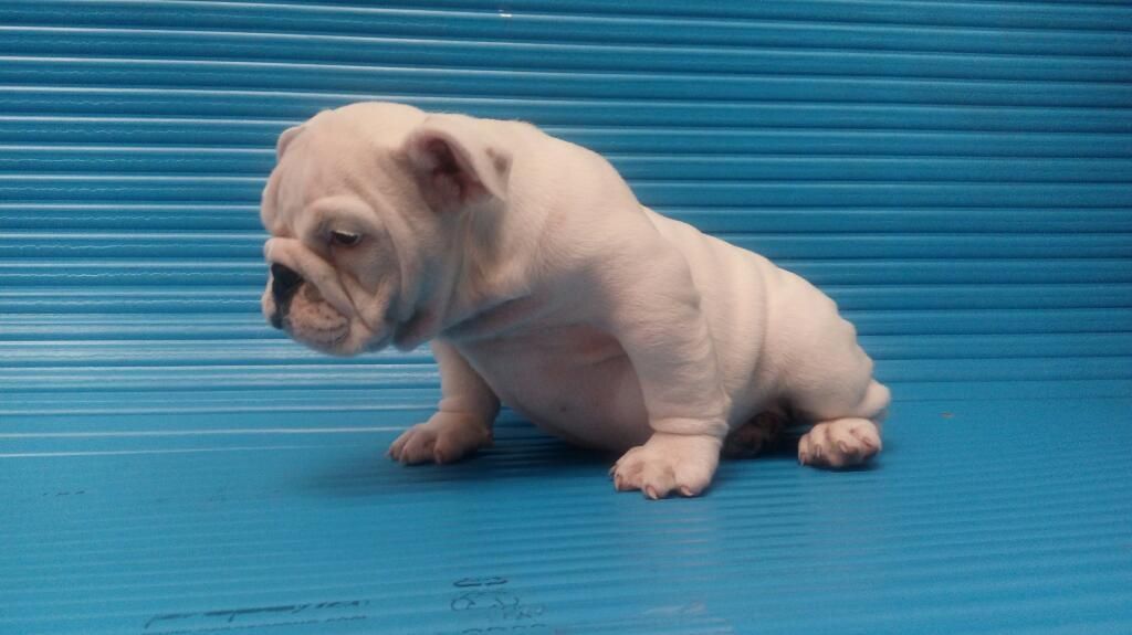 Vendo Hermosos Bulldog Ingles