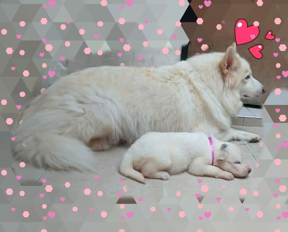 Vendo Hermosos Cachorros Samoyedo