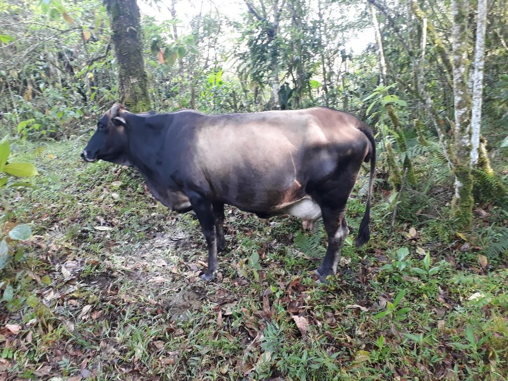 Vendo Vaca Proxima a Parir