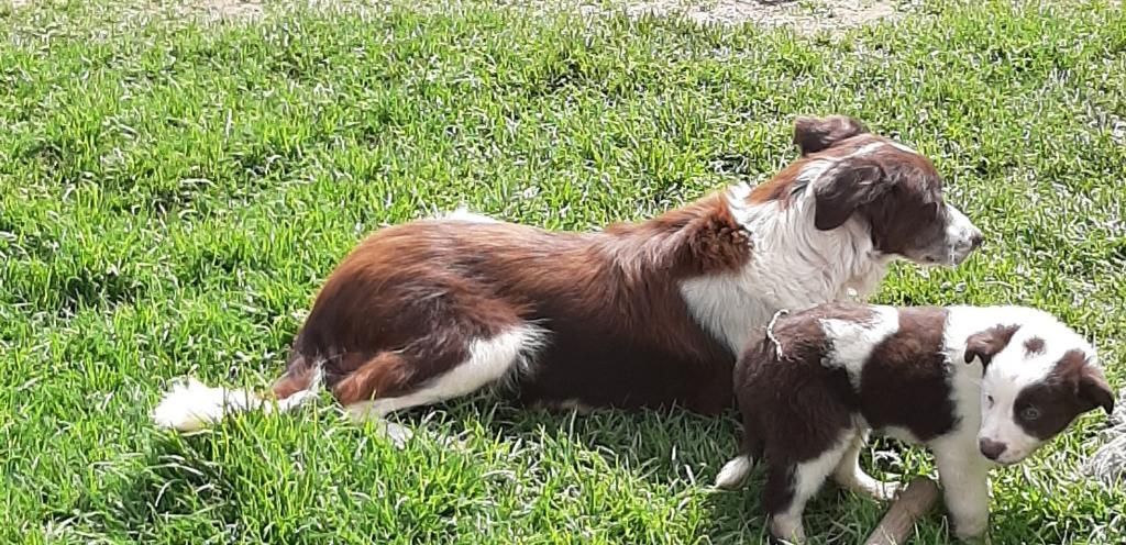 Venta Cachorros Border Collie