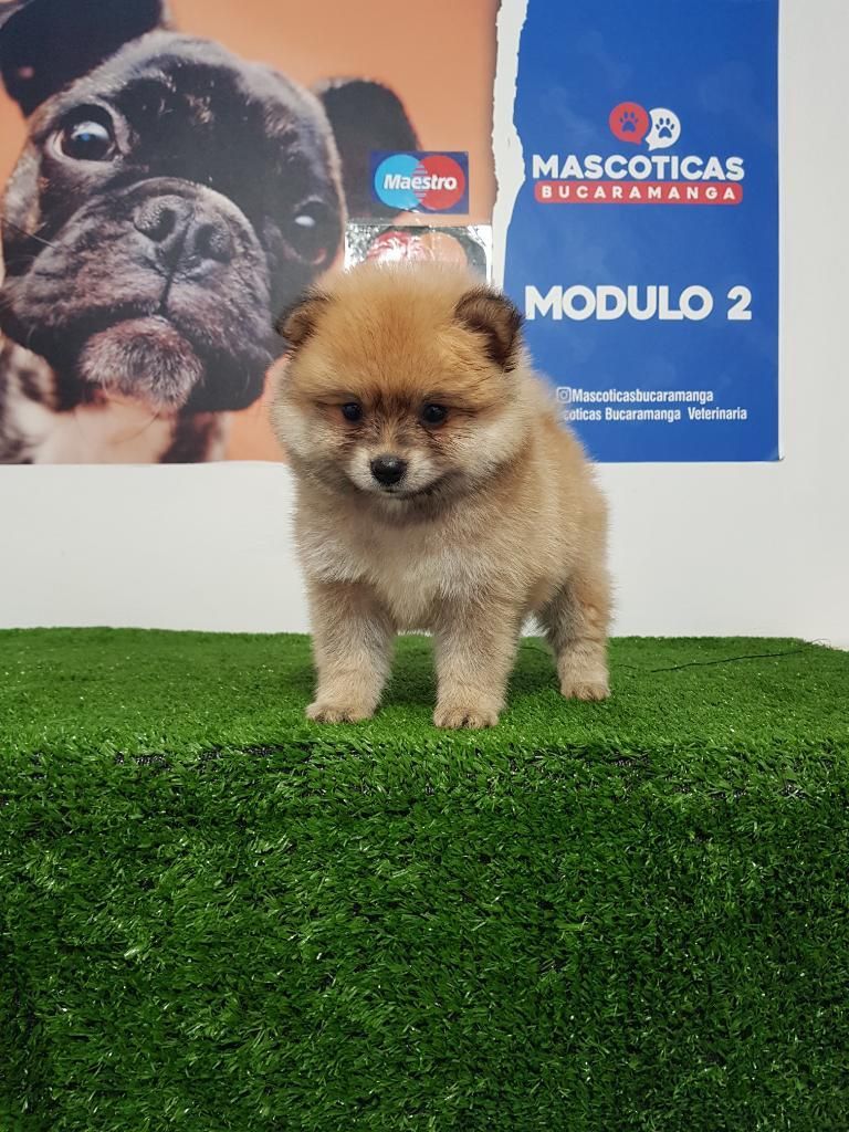 Verdaderos Bebes Pomeranias Lulu Venta