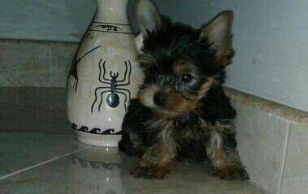 Yorkshire Terrier