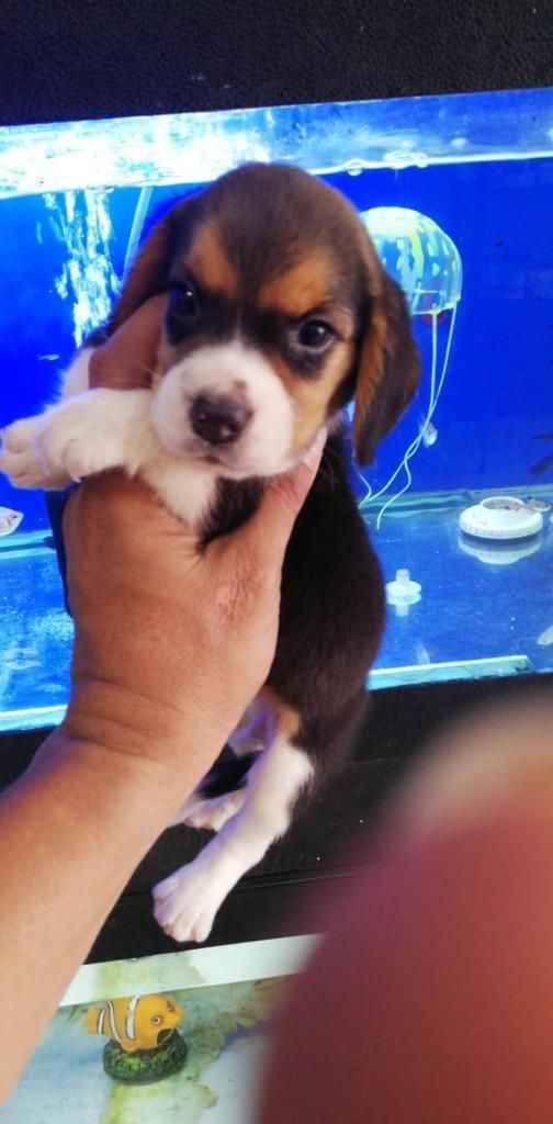beagle Tricolor
