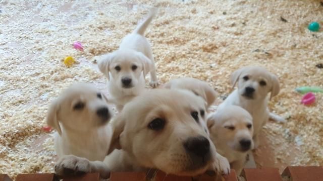 bellos cachorros labrador retriver color dorado de excelente