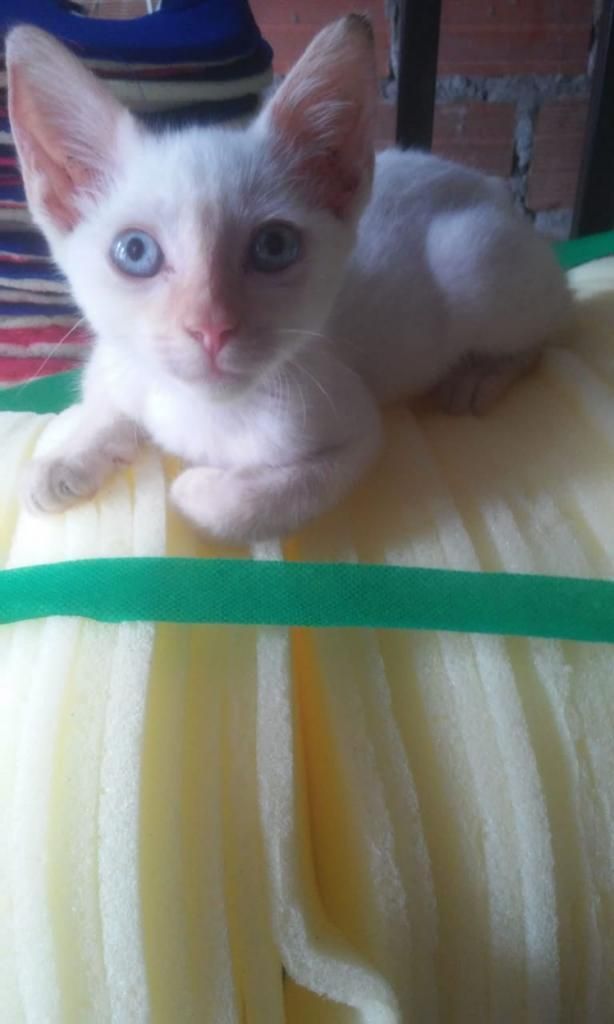 en Adopción Hermoso Gatito Blanco