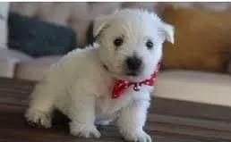 se venden cachorritos west highland terrier (westy)