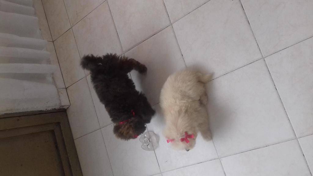 vendo perritas french poodles puras