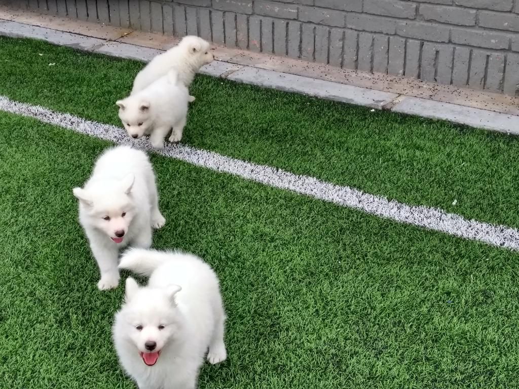 Admirables Cachorros Samoyedos
