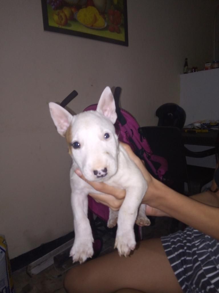 Bullterrier Mini en Cali