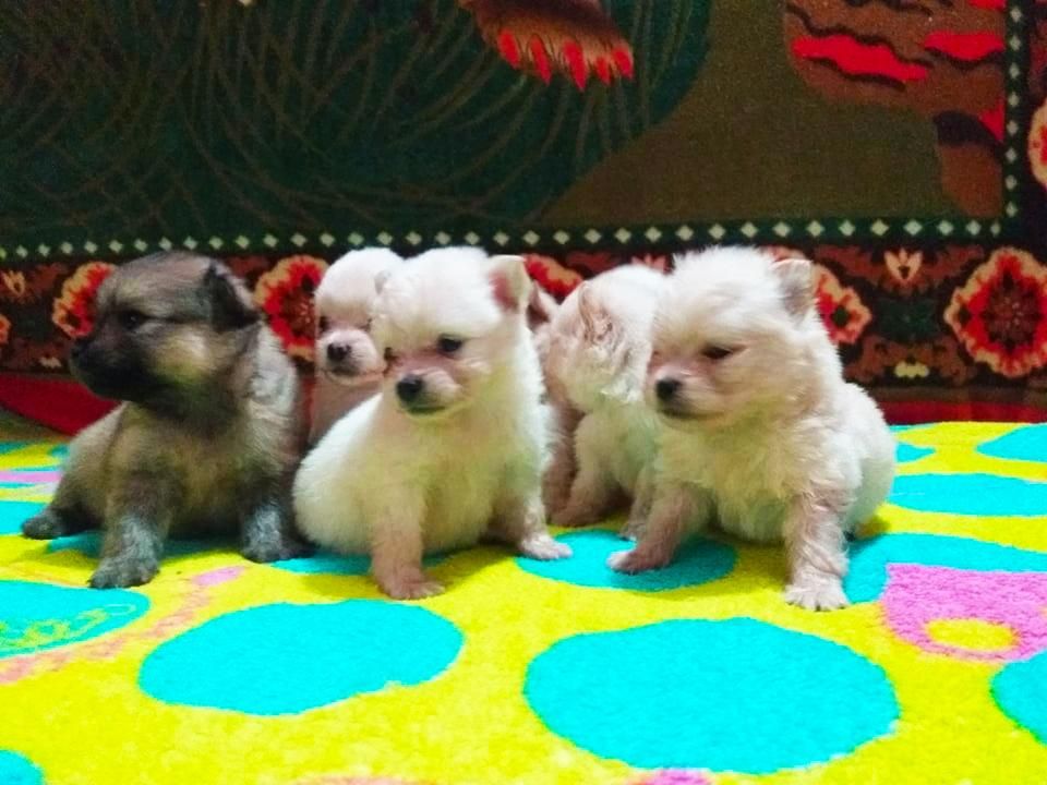 CACHORROS POMERANIA