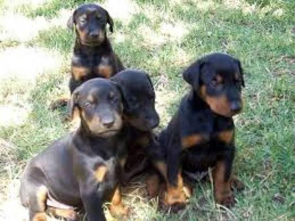 Cachorros Doberman