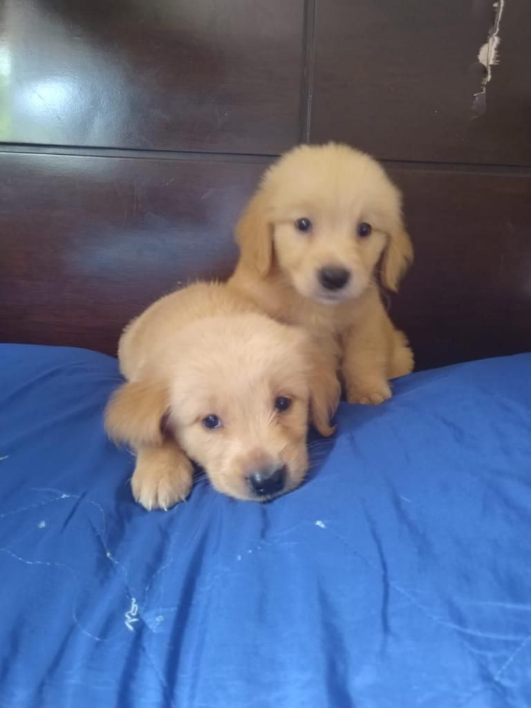 Cachorros Golden Retriber