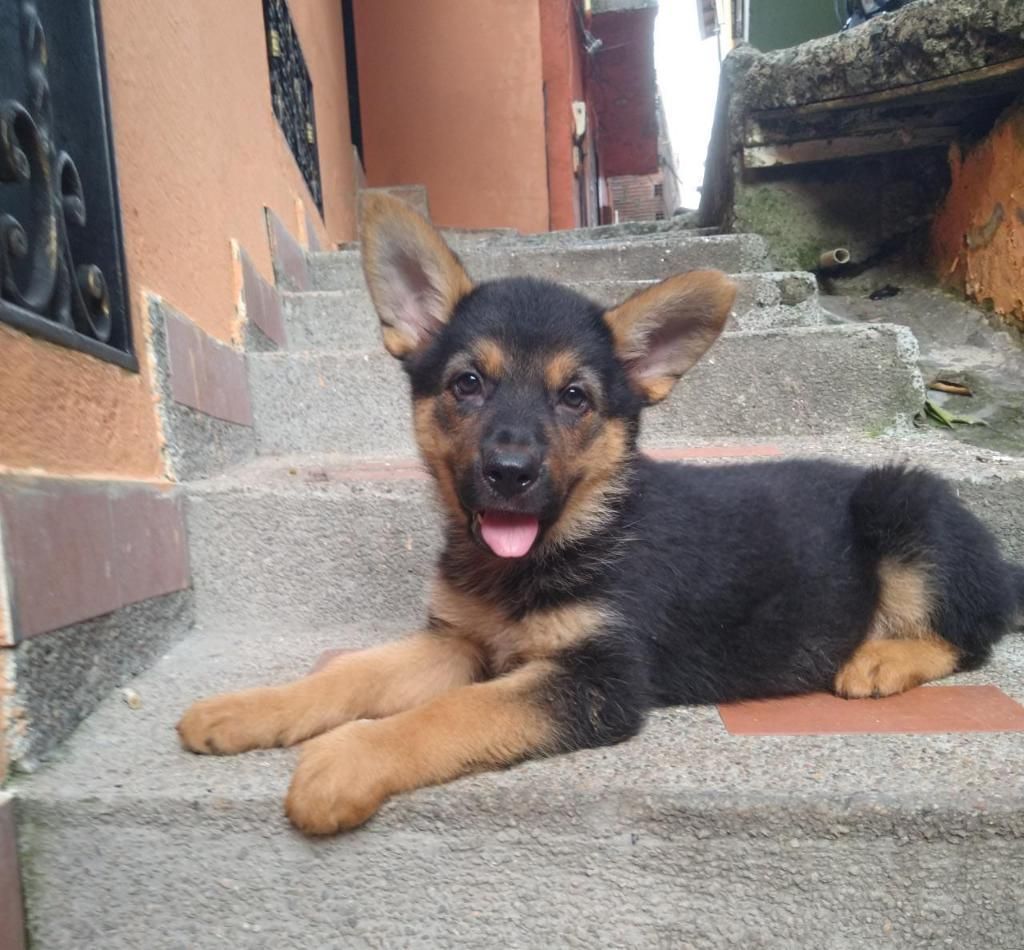 Cachorros Pastor Alemán