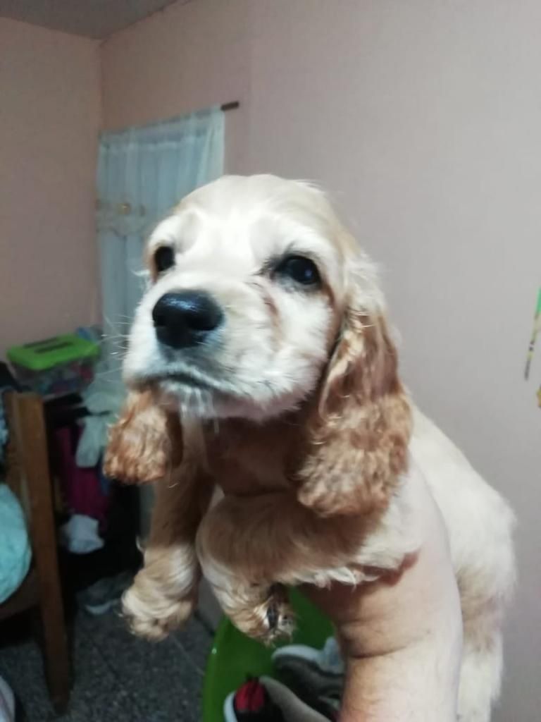 Cocker Spaniel Mini Hermoso