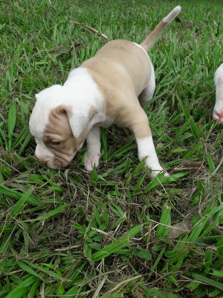 Cruza de American Bully Y Pitbull