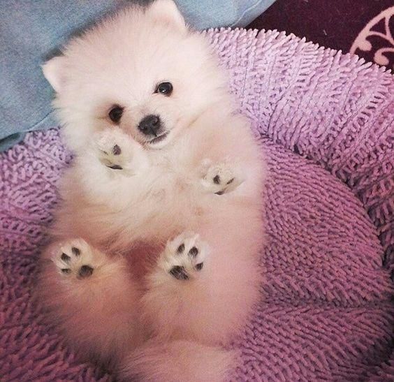 *ENCANTADORES POMERANIA EN VENTA *