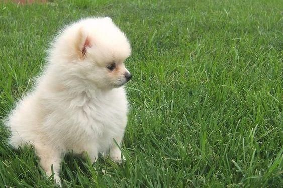 *ENCANTADORES POMERANIA EN VENTA *