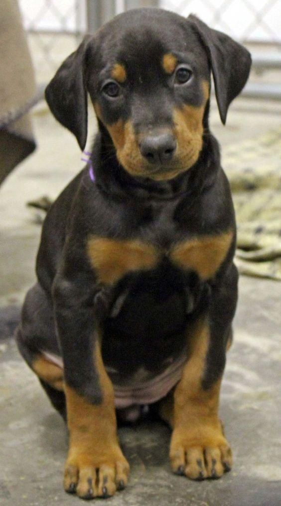 *ESTUPENDOS DOBERMAN EN VENTA *