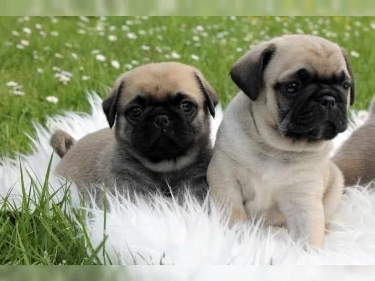 *HERMOSOS PUG EN VENTA *