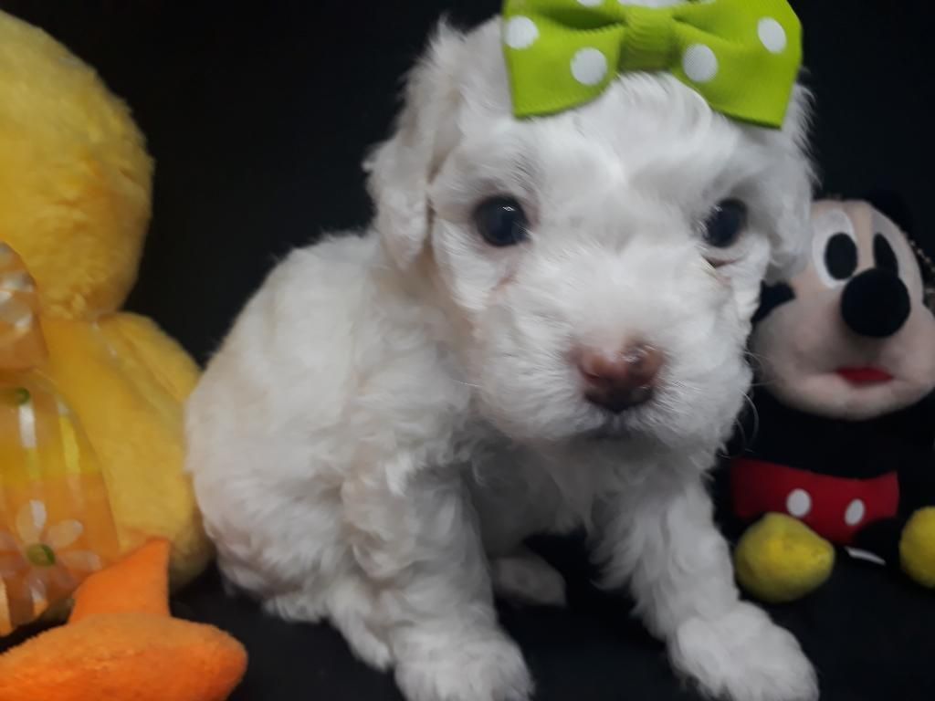 Mini Toy O French Poodle