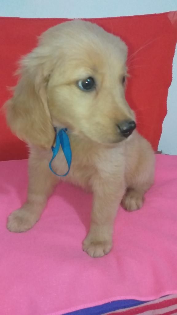 Muñeca Linda Golden Retriever