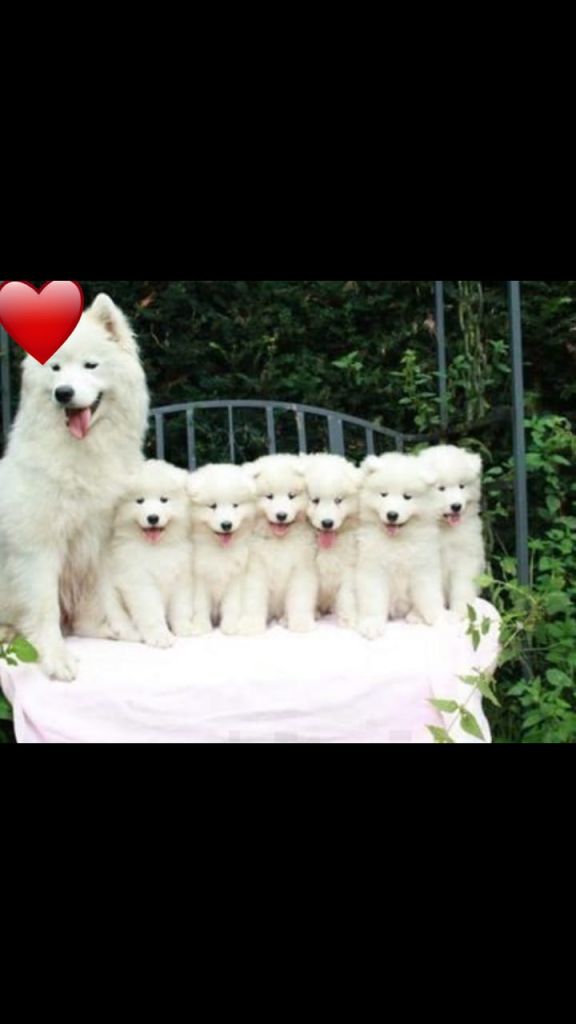 Samoyedo