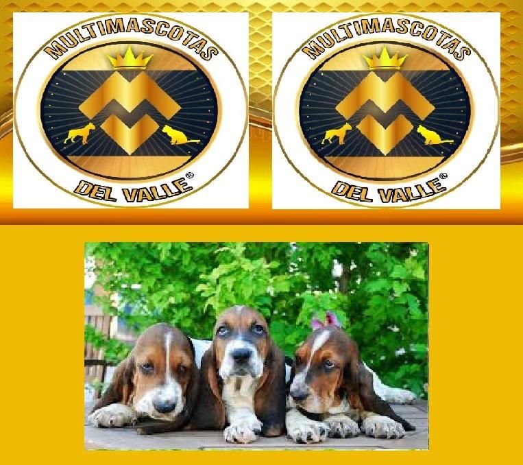 TIENDA DE MASCOTAS EN CALI VENDE CACHORROS BASET HOUND