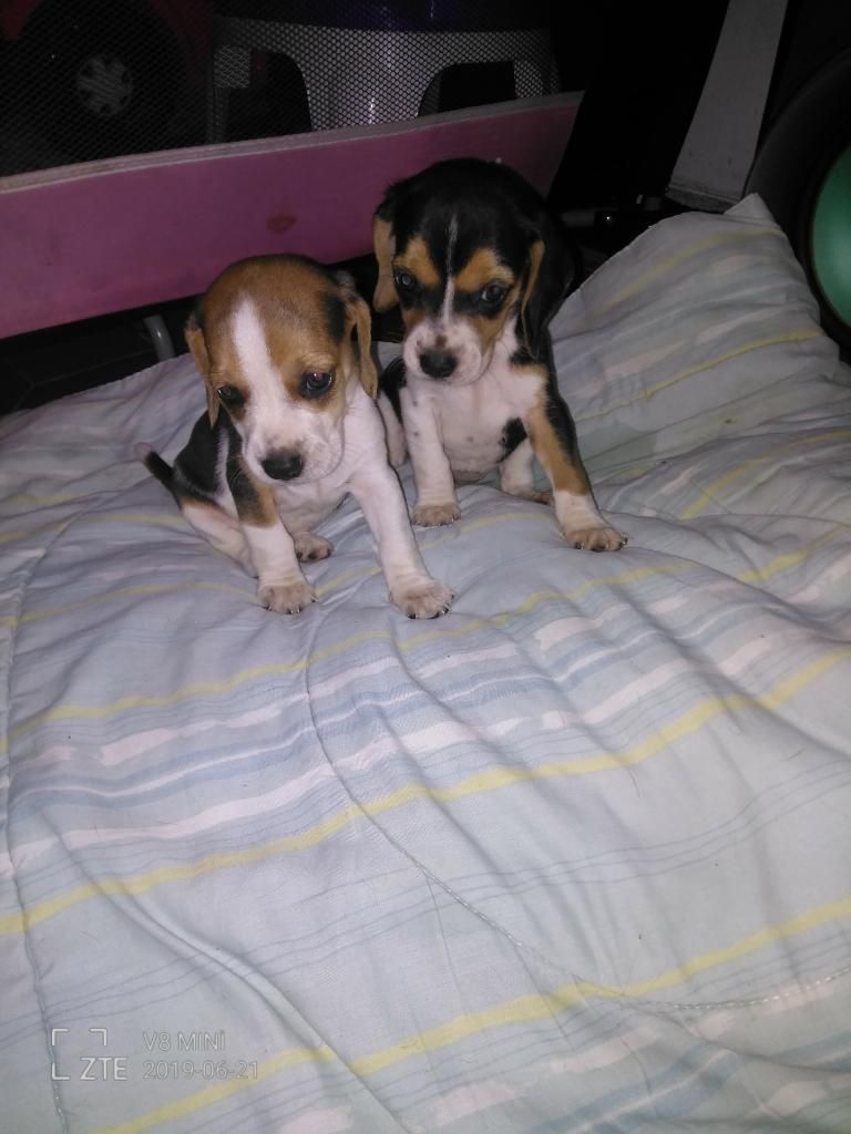 Vendo Dos Perritas Beagle