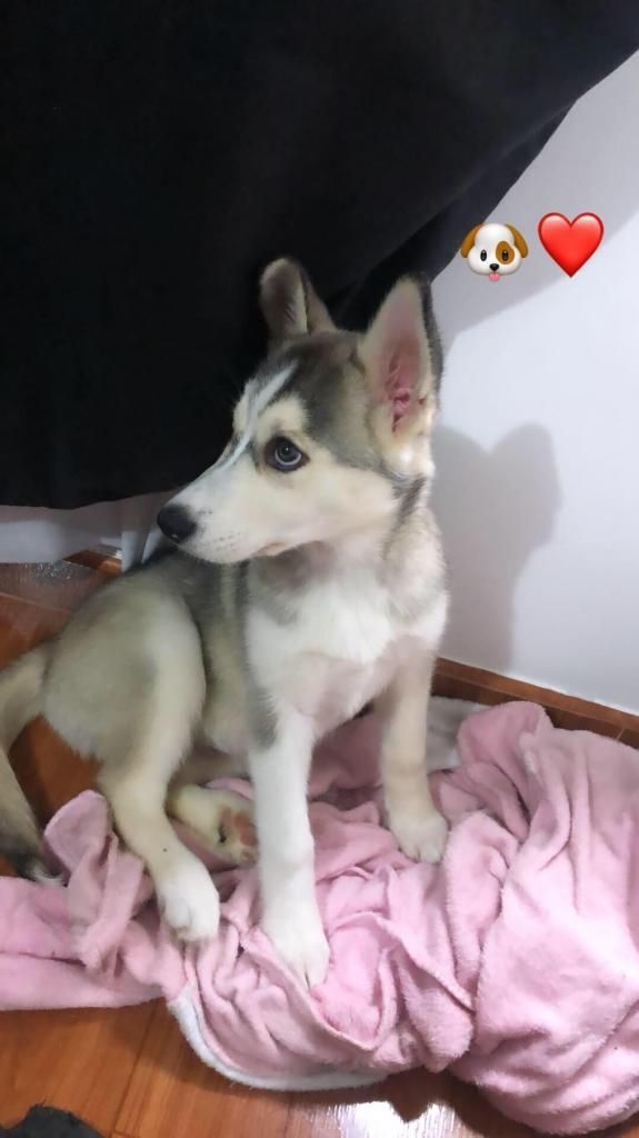 Vendo Hermosa Cachorra Husky Raza Pura