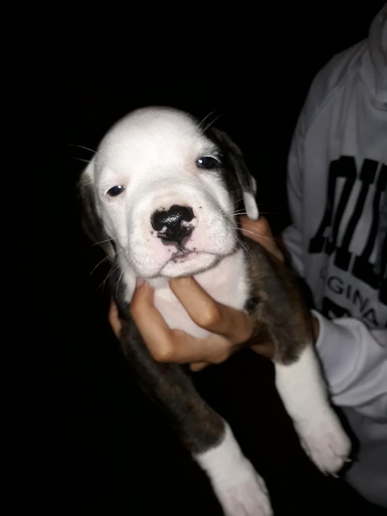 Vendo Pitbull Stanford