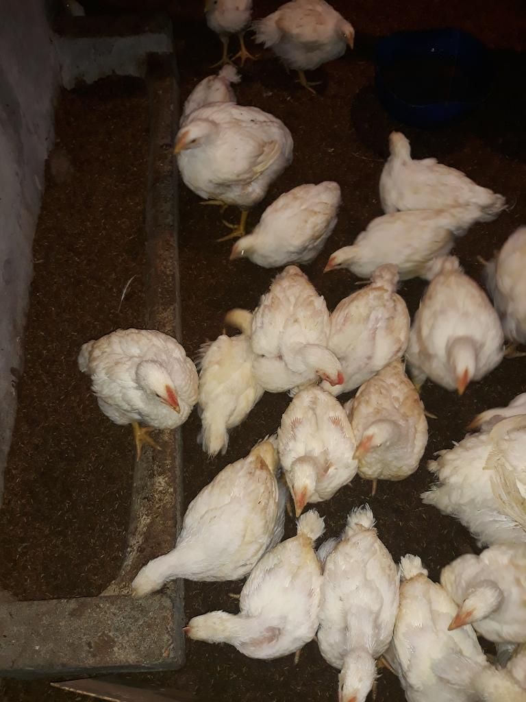 Vendo Pollos