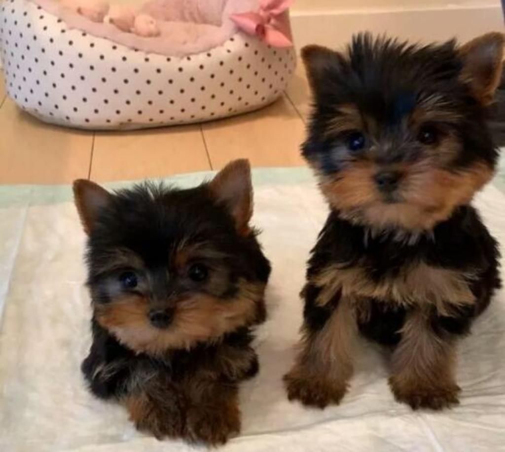 Yorkshire Terrier Miniaturas