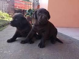 chocolates labrador en venta