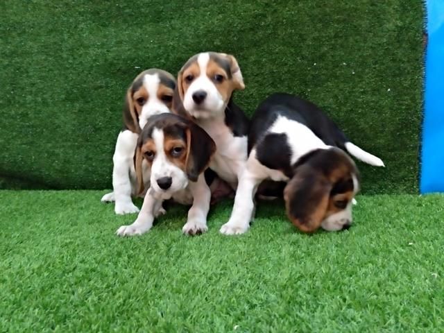 estupendos cachorros beagle tricolor de 13 pulgadas hembras