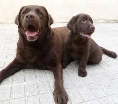 venta de cachorros labrador chocolate