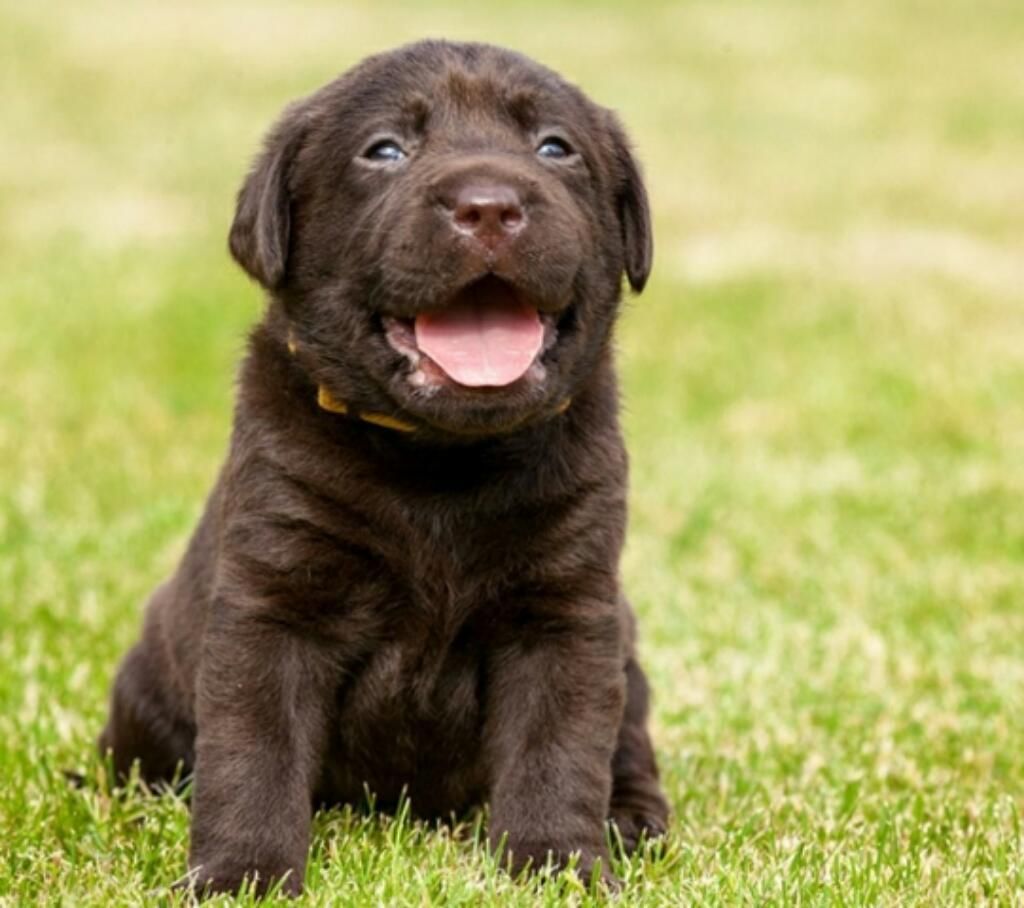 Agradables Labrador Chocolate Populares